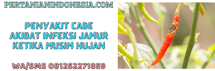 penyakit,cabe,infeksi,jamur,cendawan